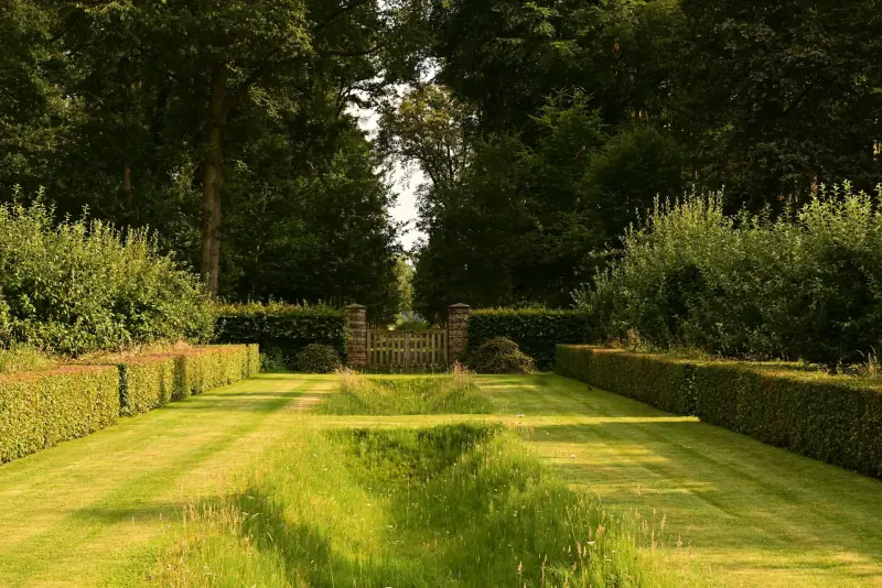 Haie taillée et pelouse entretenue dans un jardin